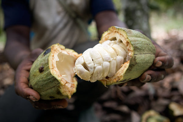 CACAO JUICE