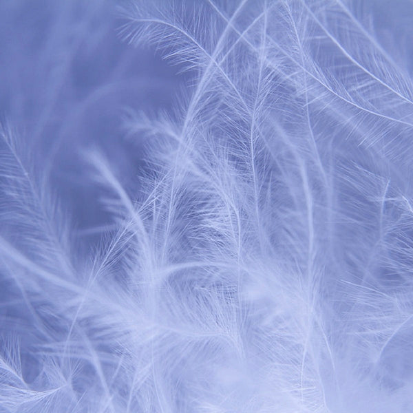 Couette Hiver canard