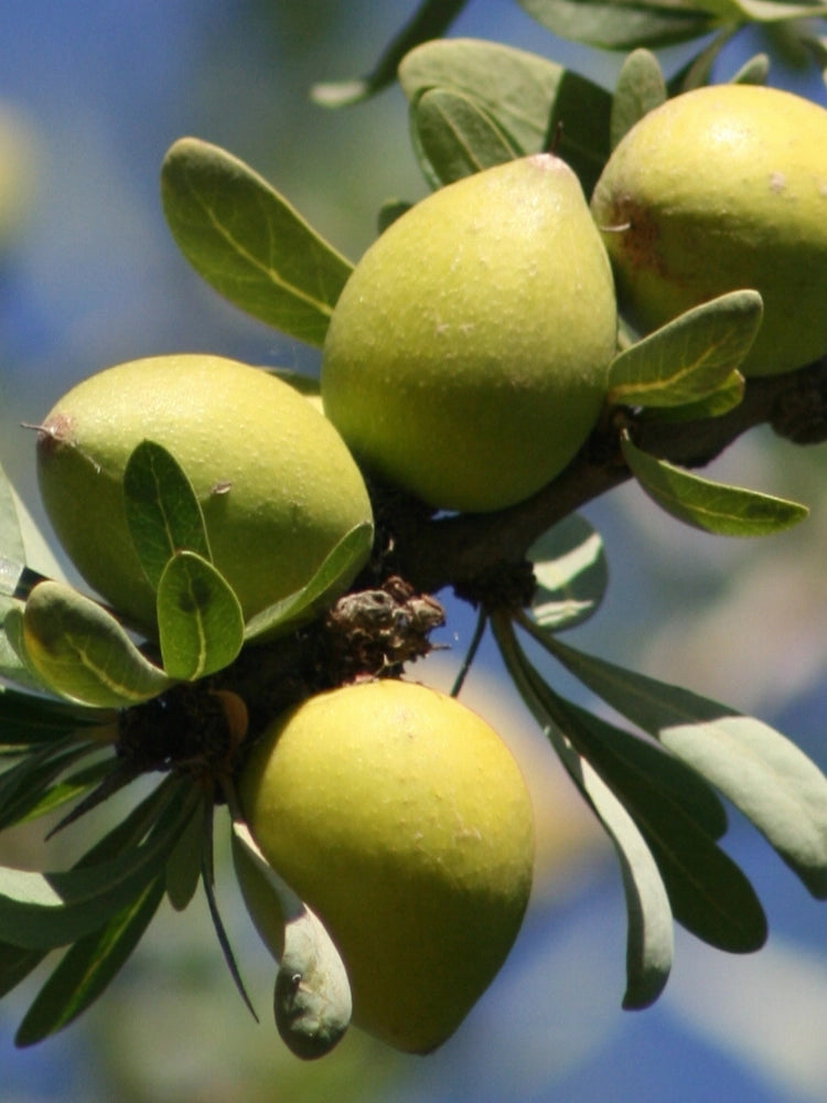 Lait Démaquillant