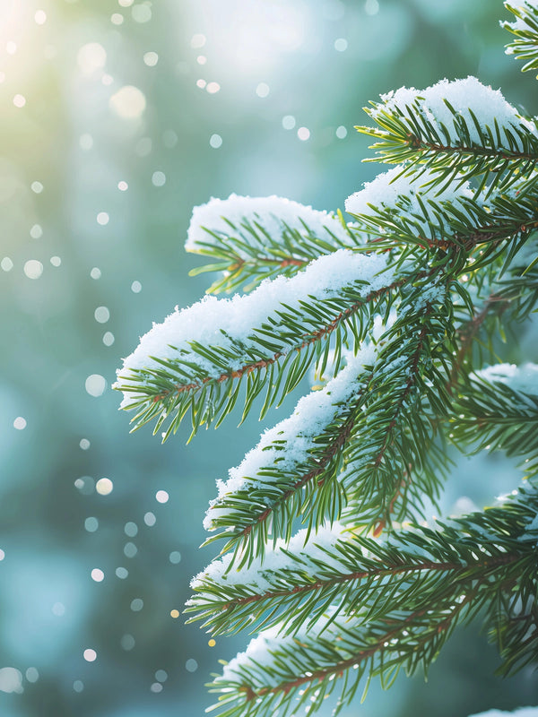 Frosted Fir Spray