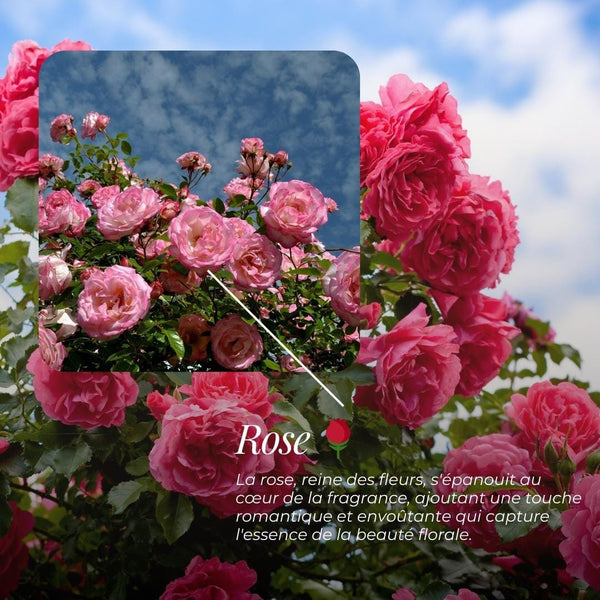 Savon Surgras "Rose" | Rose, Fleurs Blanches, Cèdre & Musc